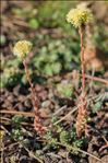 Sedum sediforme (Jacq.) Pau