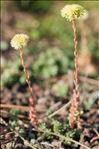 Sedum sediforme (Jacq.) Pau