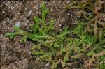 Selaginella denticulata (L.) Spring