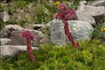 Sempervivum tectorum subsp. boutignyanum (Billot & Gren.) H.Jacobsen