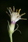 Senecio cacaliaster Lam.