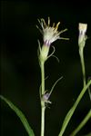 Senecio cacaliaster Lam.