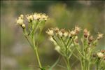 Senecio cacaliaster Lam.