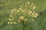 Senecio cacaliaster Lam.