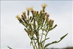 Senecio cacaliaster Lam.