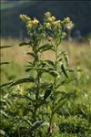 Senecio cacaliaster Lam.