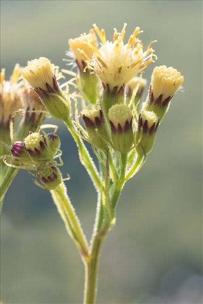 Senecio cacaliaster Lam.