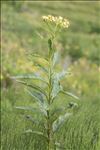 Senecio cacaliaster Lam.