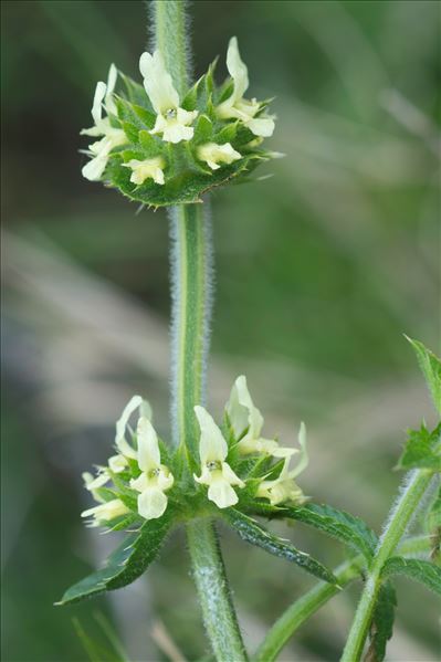 Sideritis endressii Willk.