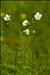 Silene latifolia subsp. alba (Mill.) Greuter & Burdet