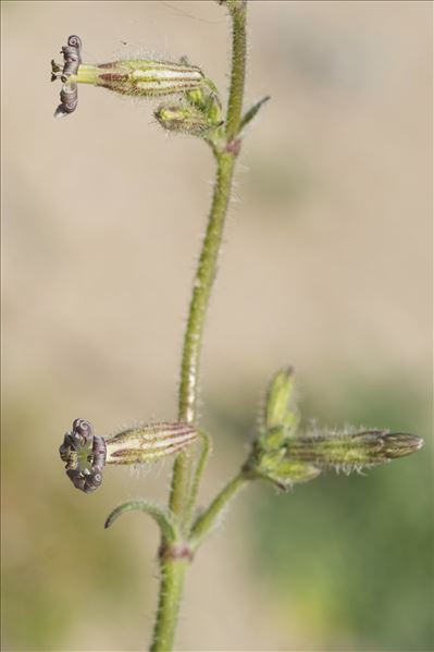 Silene nicaeensis All.