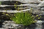 Silene saxifraga L.