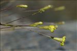 Silene saxifraga L.