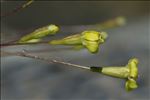 Silene saxifraga L.