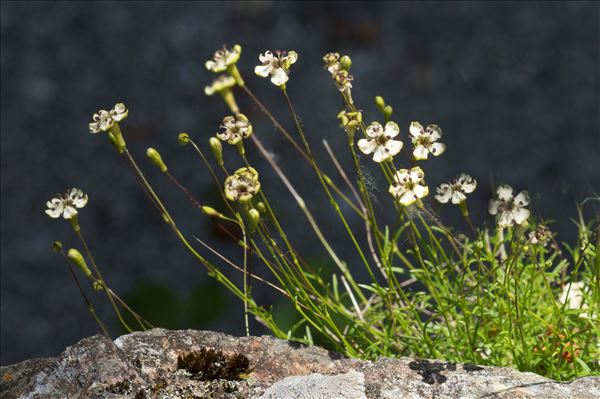 Silene saxifraga L.