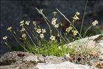 Silene saxifraga L.