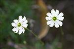 Silene saxifraga L.