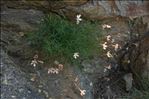 Silene saxifraga L.