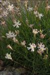 Silene saxifraga L.