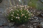 Silene saxifraga L.