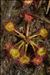 Drosera rotundifolia L.