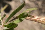 Silene vallesia L.