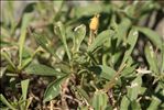Silene vallesia L.
