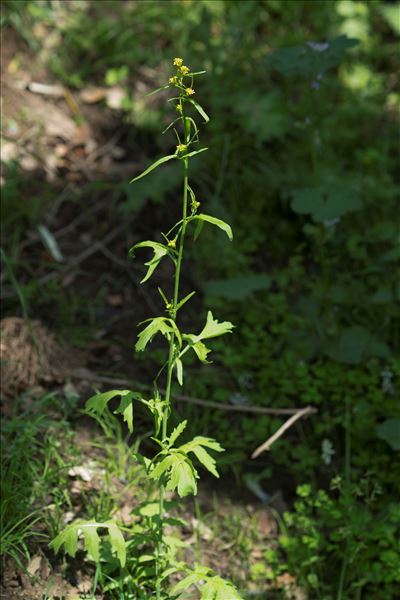 Sisymbrium orientale L. subsp. orientale