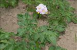 Solanum tuberosum L.
