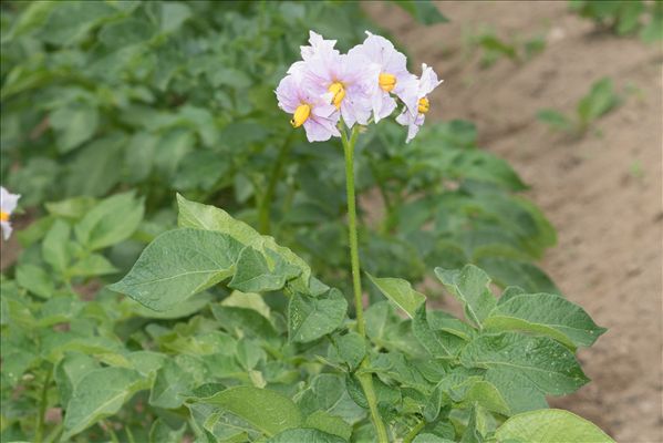 Solanum tuberosum L.