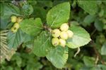 Sorbus chamaemespilus (L.) Crantz