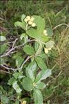 Sorbus chamaemespilus (L.) Crantz