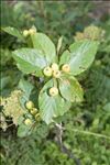 Sorbus chamaemespilus (L.) Crantz