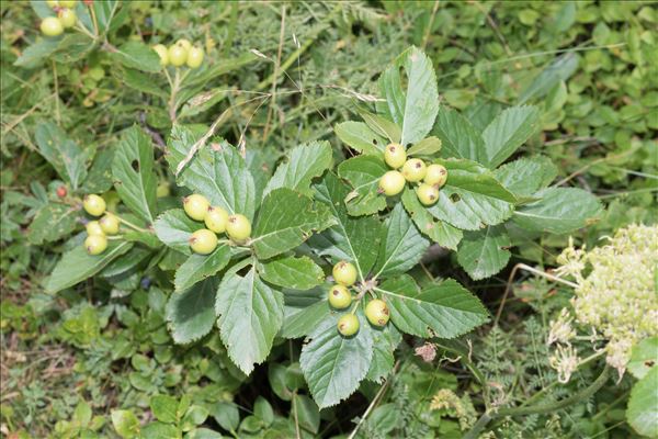 Sorbus chamaemespilus (L.) Crantz