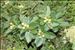 Sorbus chamaemespilus (L.) Crantz