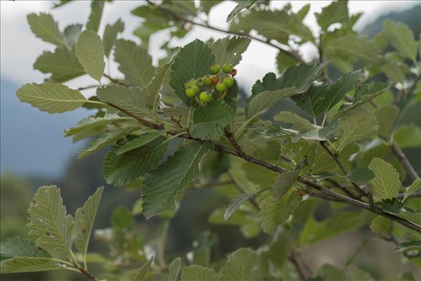 Sorbus mougeotii Soy.-Will. & Godr.