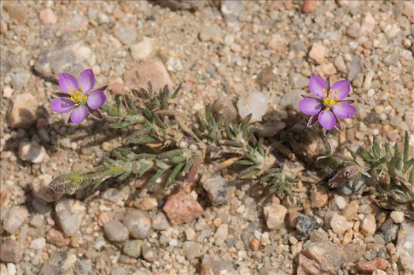 Spergula media (L.) Bartl. & H.L.Wendl.