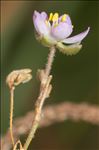 Spergula media (L.) Bartl. & H.L.Wendl.