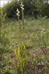 Spiranthes aestivalis (Poir.) Rich.