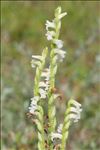 Spiranthes aestivalis (Poir.) Rich.