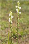 Spiranthes aestivalis (Poir.) Rich.