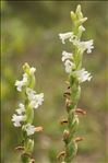 Spiranthes aestivalis (Poir.) Rich.