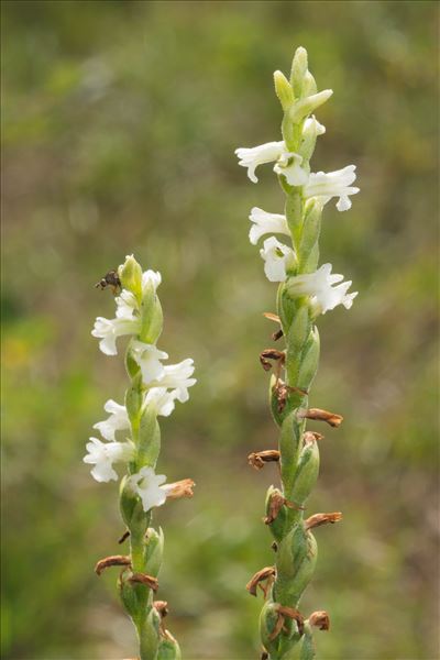 Spiranthes aestivalis (Poir.) Rich.