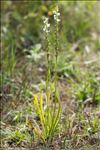 Spiranthes aestivalis (Poir.) Rich.