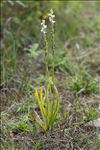 Spiranthes aestivalis (Poir.) Rich.