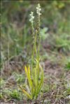 Spiranthes aestivalis (Poir.) Rich.