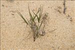 Sporobolus pungens (Schreb.) Kunth