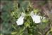 Stachys glutinosa L.