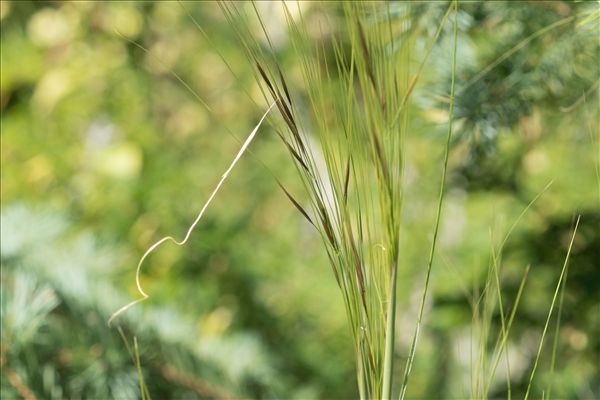 Stipa capillata L.