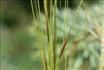 Stipa capillata L.